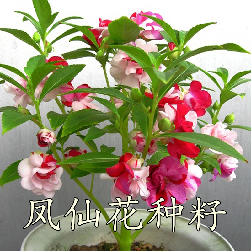 凤仙花种子混色指甲花种子景观绿化盆栽庭院花种籽子耐旱耐热易活