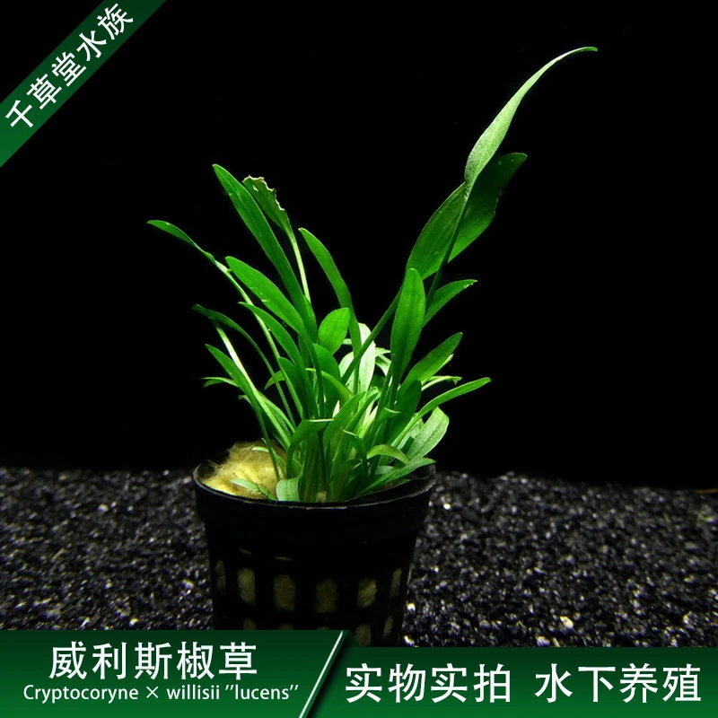 千草堂水族水草活体淡水植物威利斯椒草阴性草造景水中叶易养易活