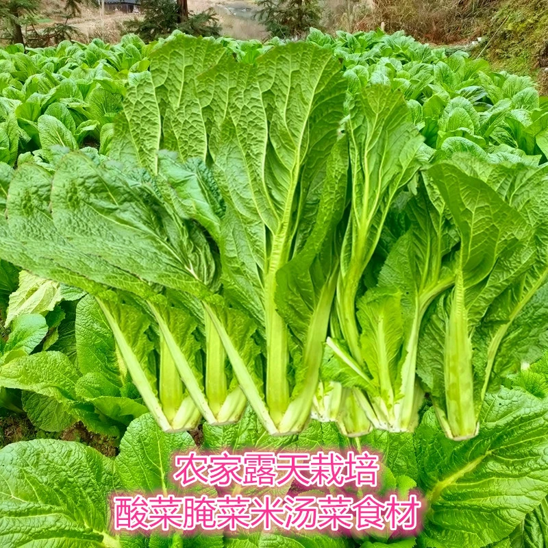新鲜蔬菜贵州特产农家蔬菜老品种青菜大叶青菜芥菜泡酸菜腌菜食材