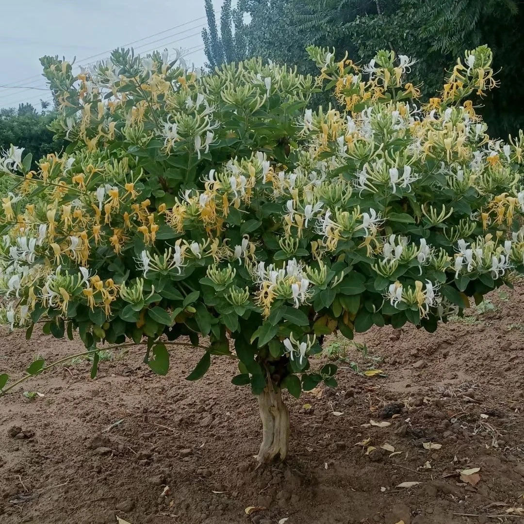 金银花盆景老桩 黄白双色花 适合盆栽   大型地栽老桩 庭院种植