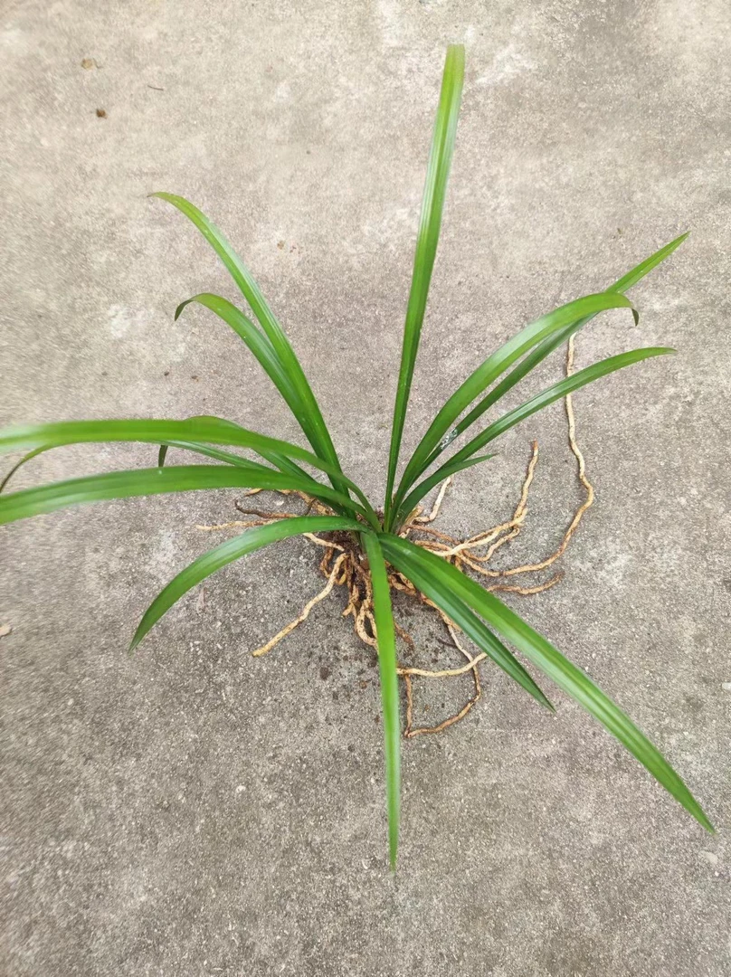 蕙兰盆景草  以直播间实物为准