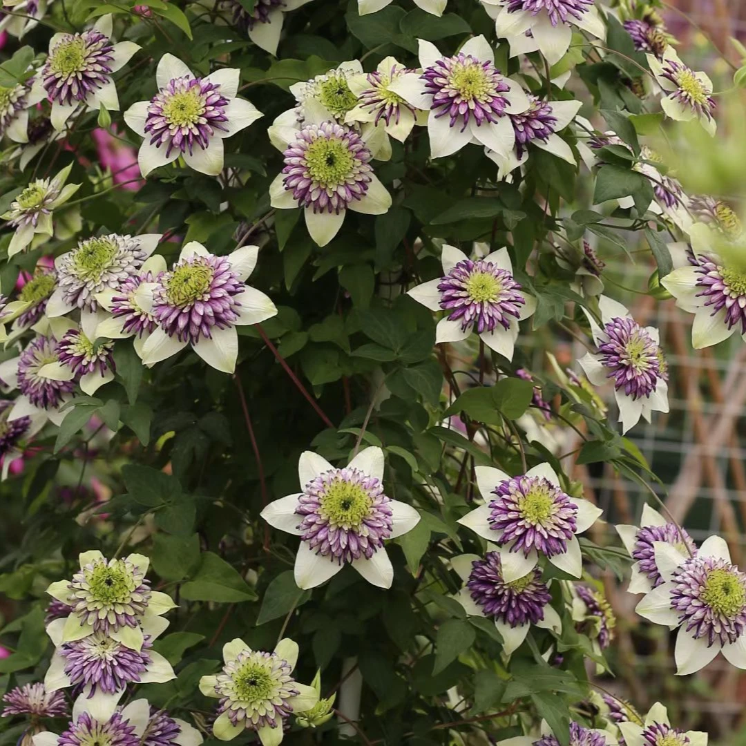 F系铁线莲P9盆幻紫紫子丸倒影小绿昼天使水面妖精大河卡西斯薄荷