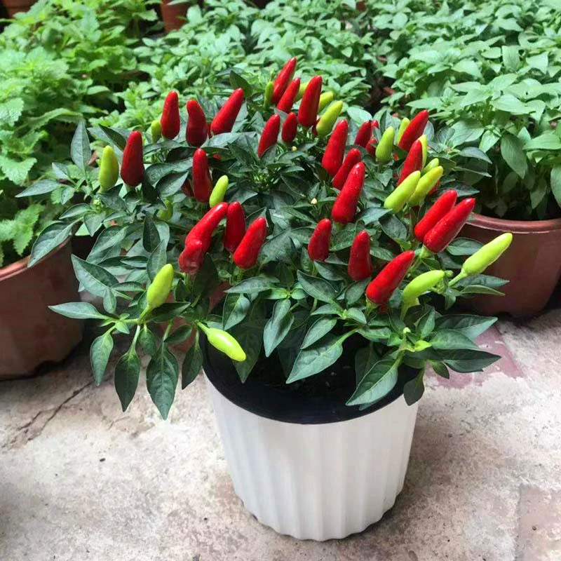 小米辣盆栽朝天椒苗食用辣椒盆栽带果室内阳台庭院种植五彩椒含盆