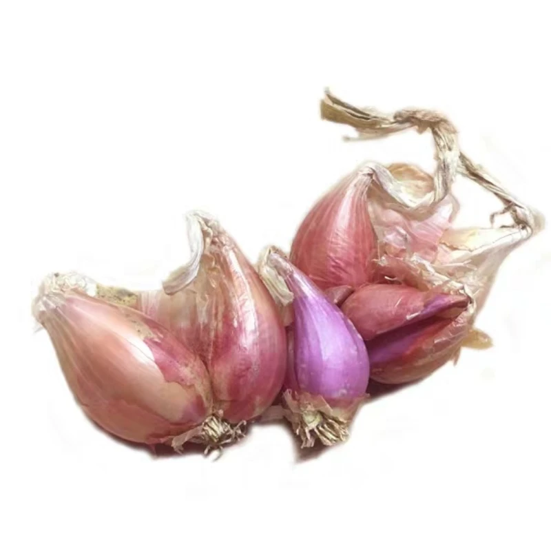 新鲜蔬菜广东红葱头小香葱种子干葱头 1斤包邮可做葱油酥肠粉酱汁