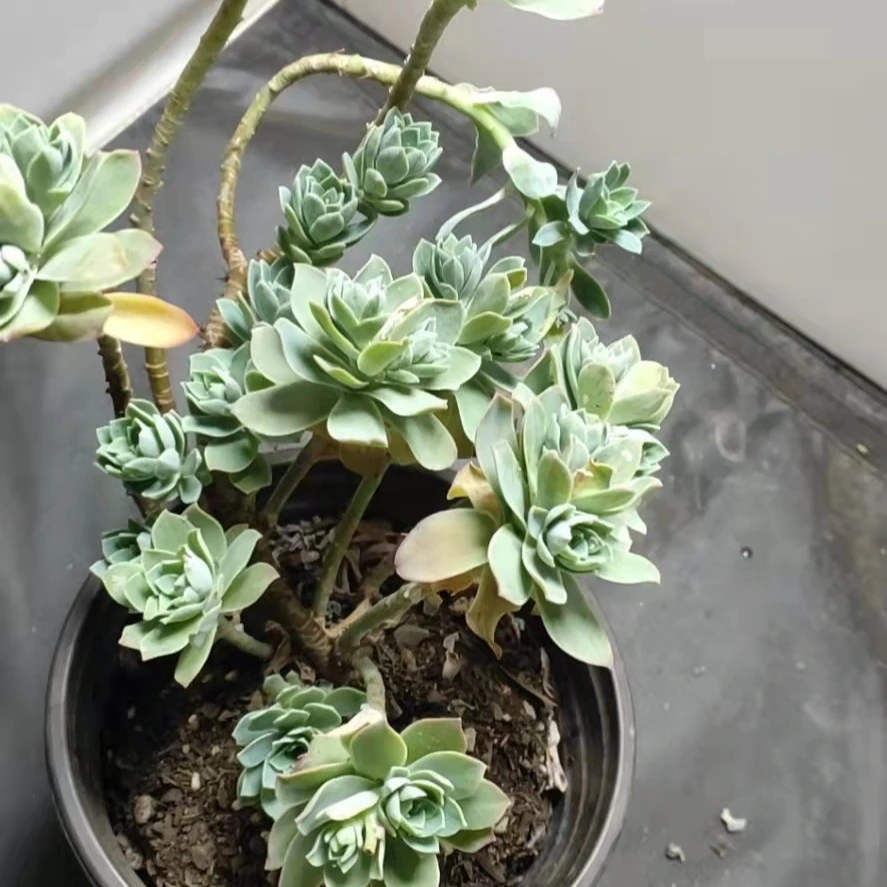 恋上多肉 薄化妆 多肉植物 两单包邮