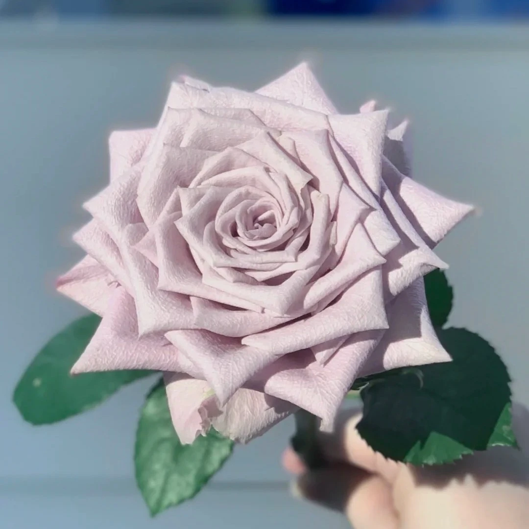 【如熙臻品】AA曼塔 - -单头玫瑰（注意：收到带包装醒花哦！）