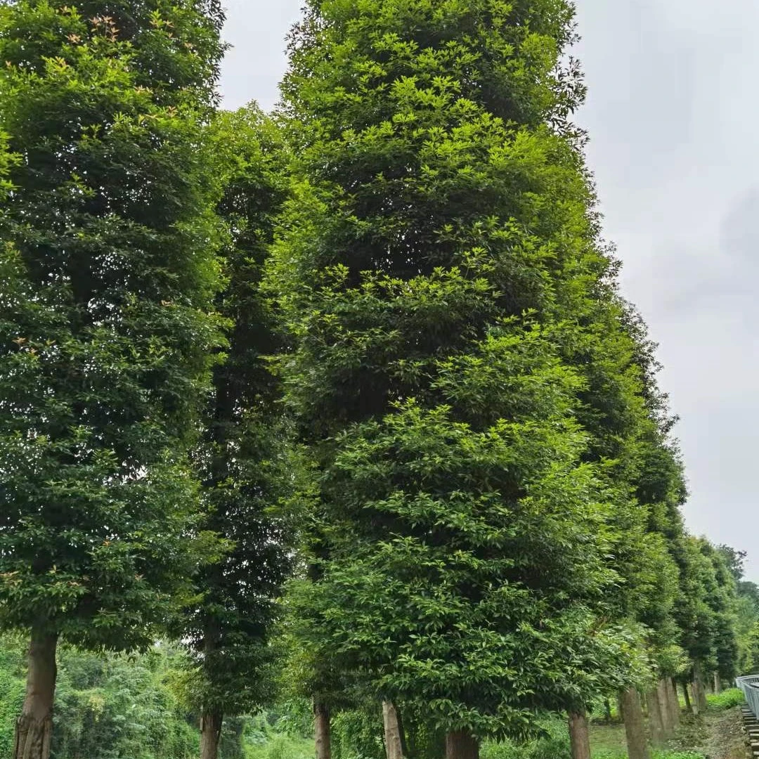 金丝楠木树苗四川小叶桢楠珍稀名贵树庭院别墅园林绿化移植打包