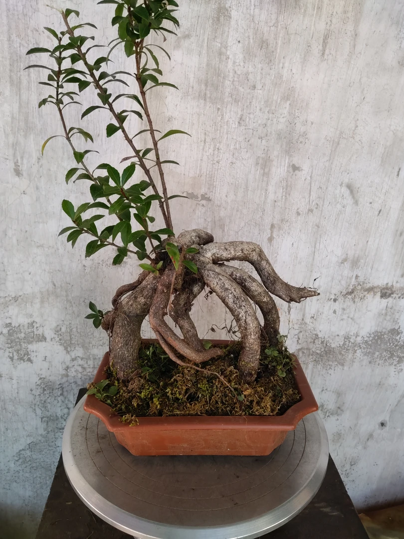 小叶树萝卜，观叶，观根，观果，果实可食用