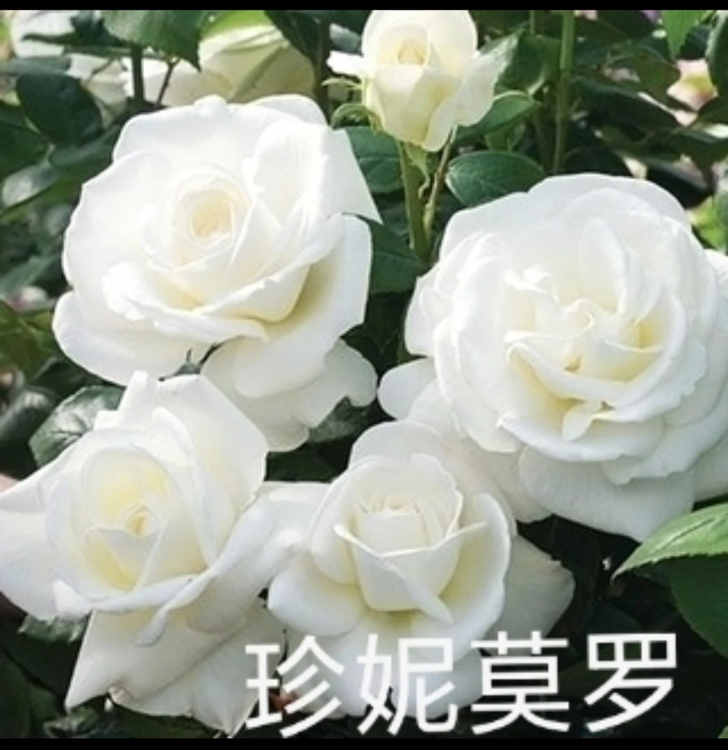 珍尼莫罗灌木月季，白色花中苗原盆原土发