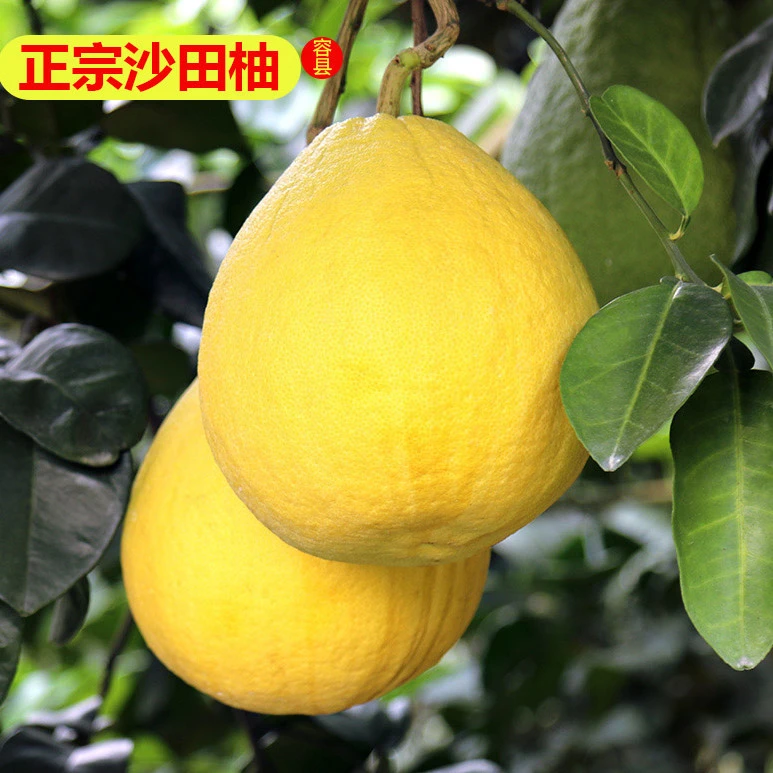 容州中平容县沙田柚新鲜水果纯甜无酸正宗容县特产包邮