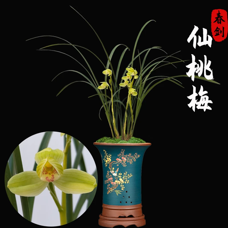 好养浓香 源头发货春剑仙桃梅 冬带花苞兰花卉绿植室内盆栽