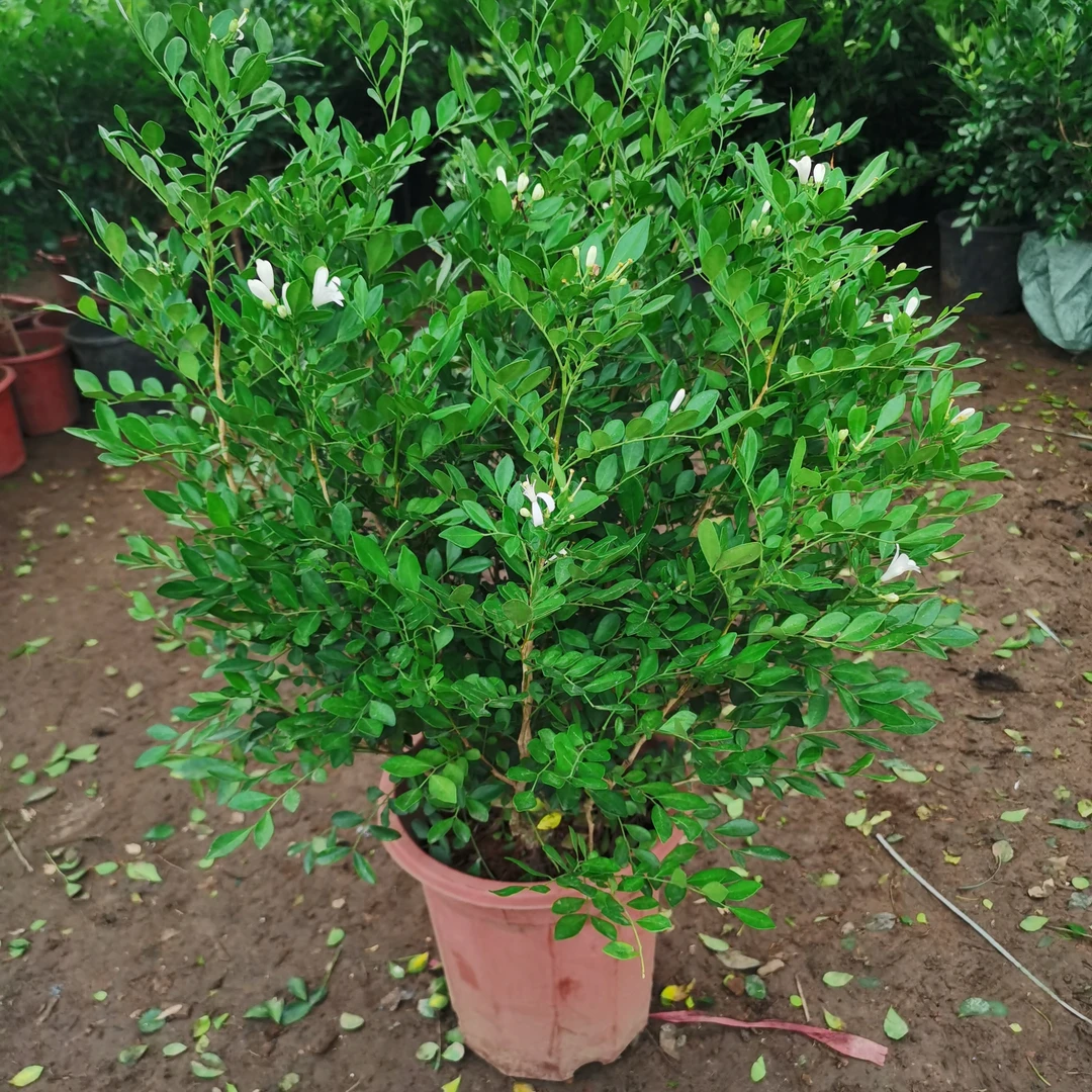 九里香盆栽植物室内花卉浓香四季开花独杆老桩盆景