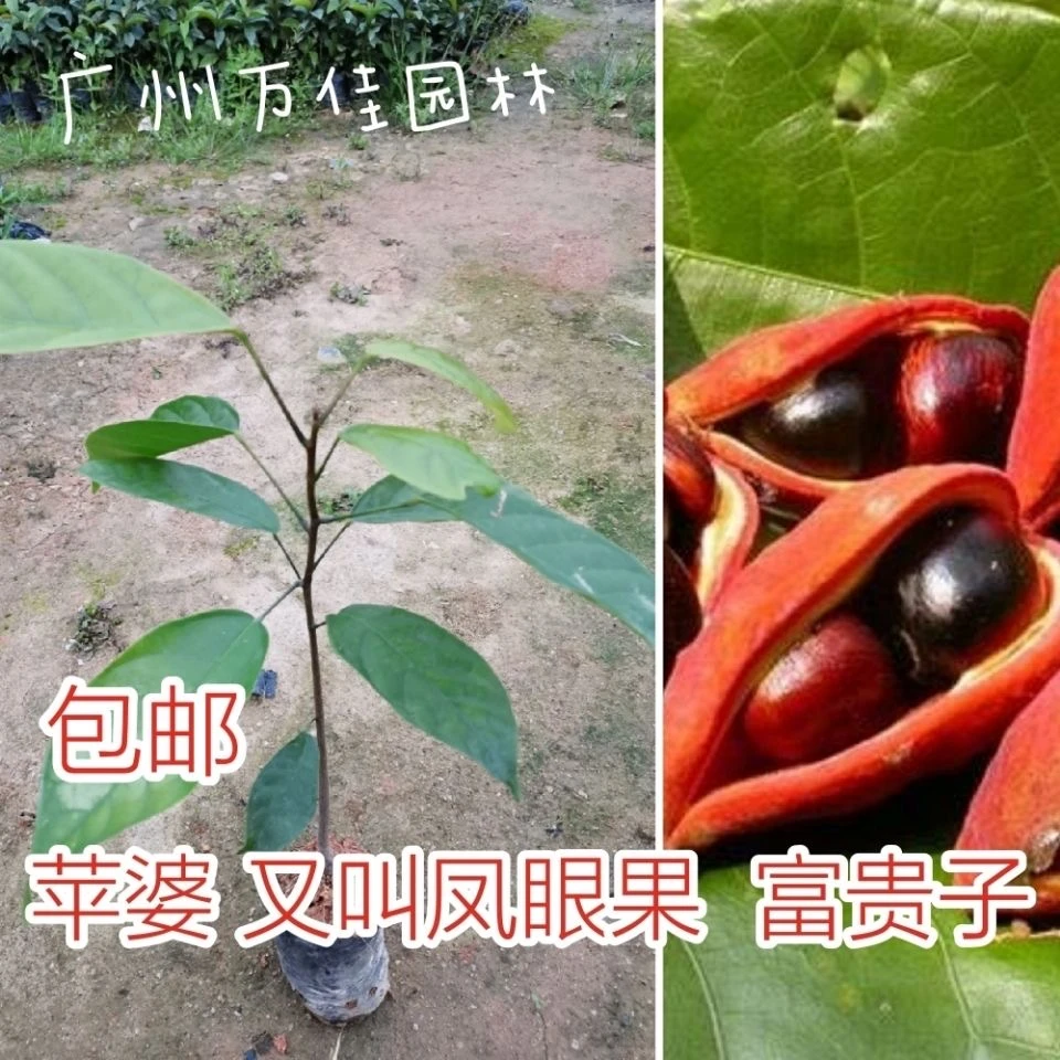 正宗苹婆树苗 凤眼果苹婆小苗禄旺苗九层皮苗富贵子树苗 地栽植物