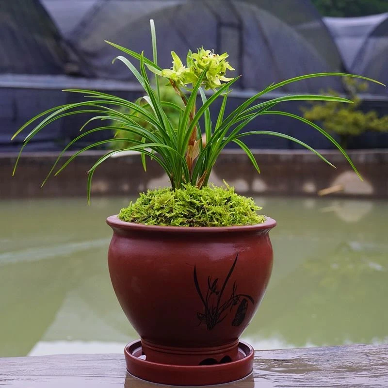【春兰余蝴蝶】老种余蝴蝶花开浓香
