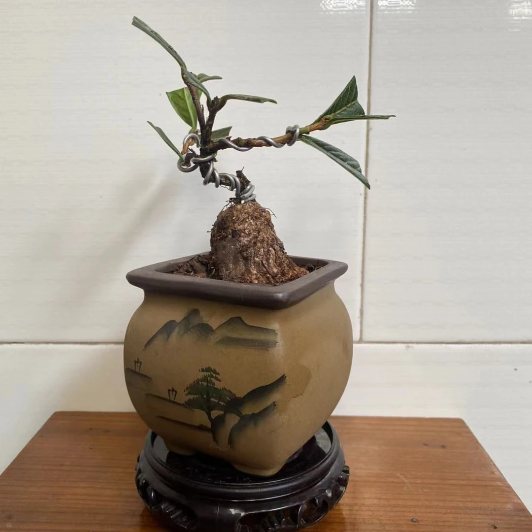 云南小扬家的各种绿植客厅绿植净化空气趣味美观偏远地区不包邮