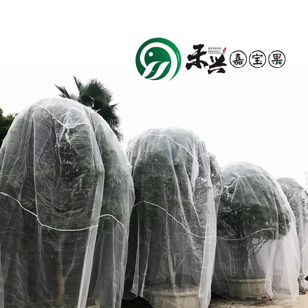 嘉宝果护果网果树防虫网防护网