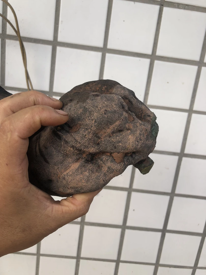 金弹子盆景绿植盆栽