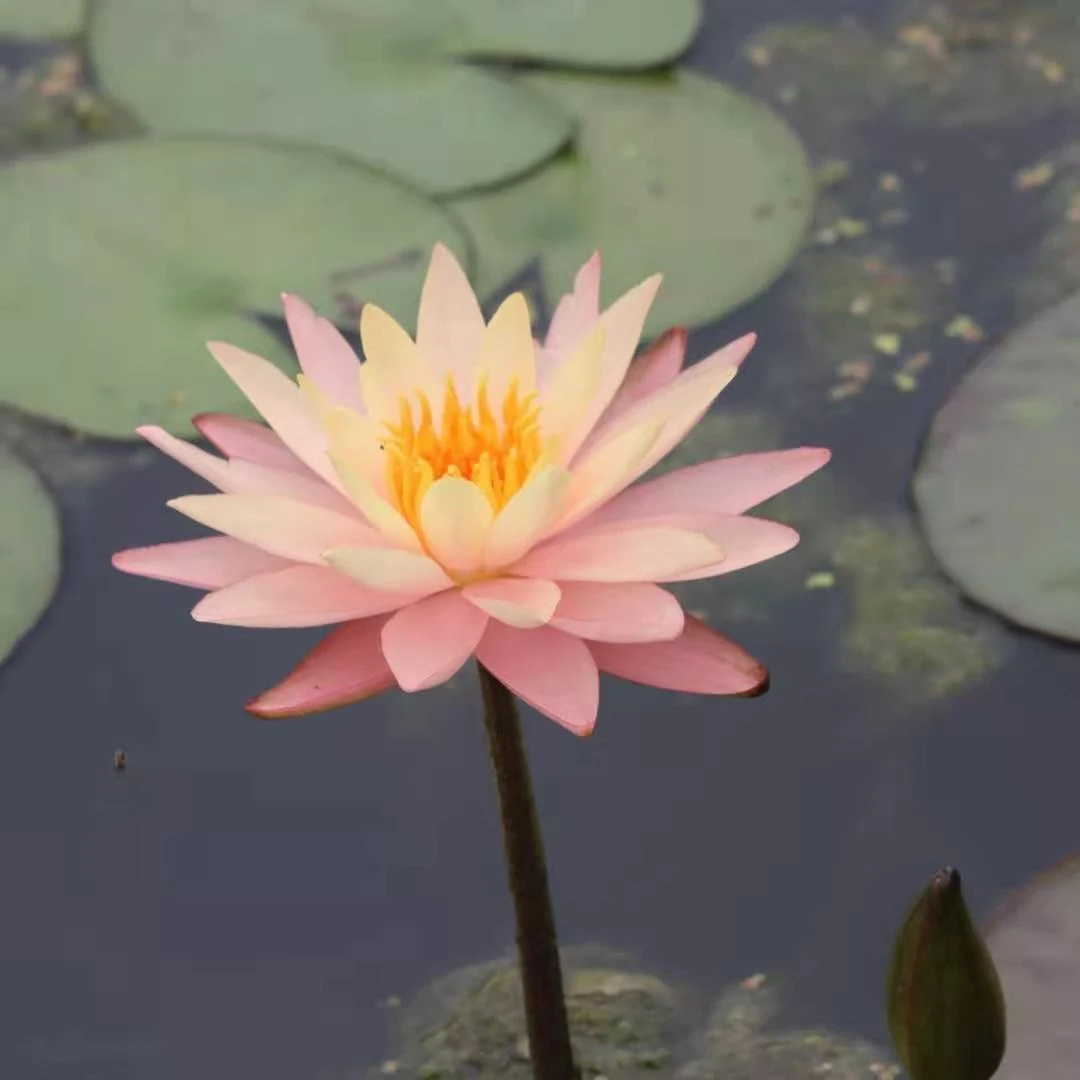 【晚霞】莲痴瓦力 大型耐寒丰花睡莲块茎水生植物一株春季黄色
