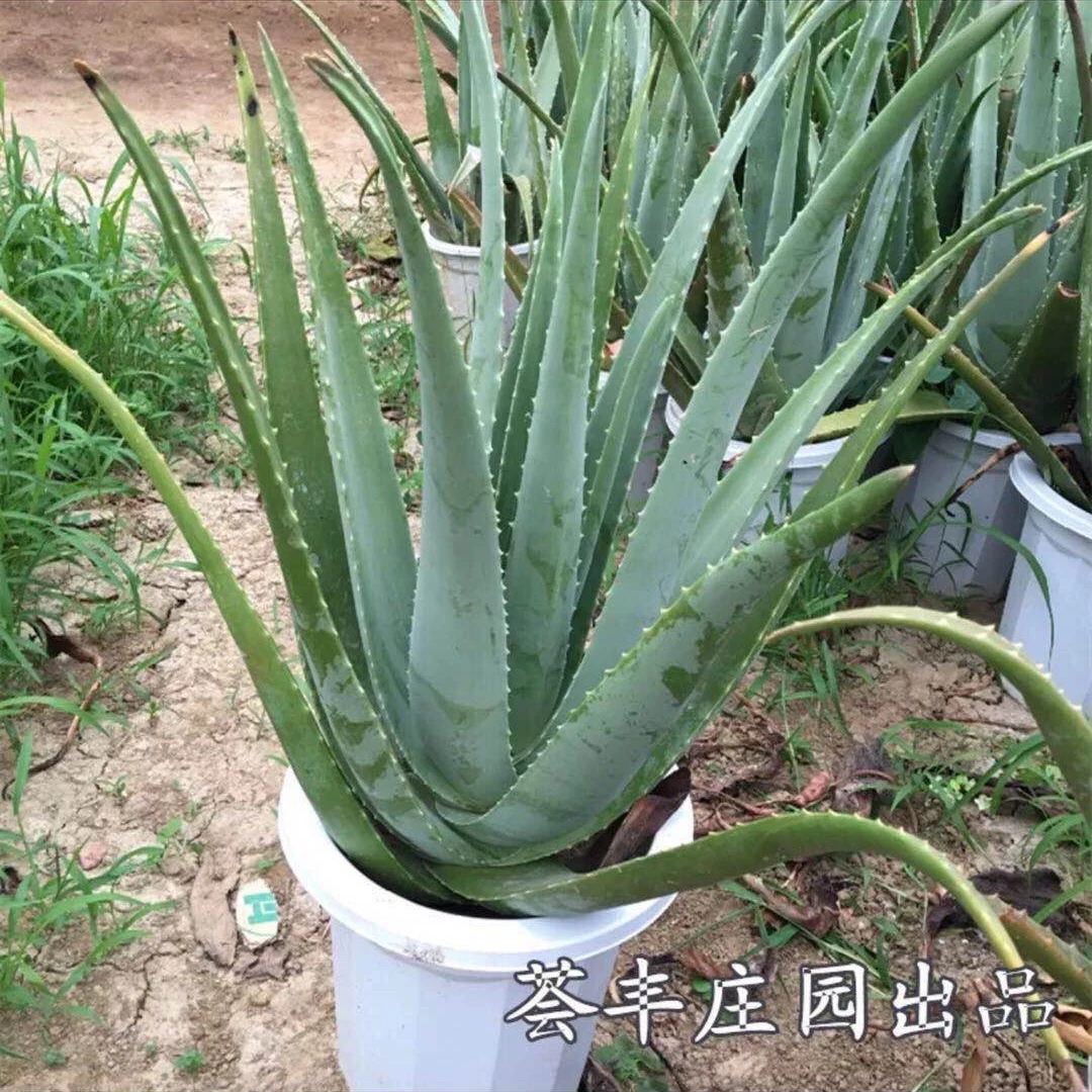 库拉索芦荟16斤盆栽 园艺花卉室内外栽种 干土栽培再少量浇水