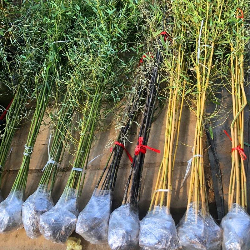 竹子苗庭院植物盆栽四季常青绿化黄金竹苗金镶玉罗汉竹紫竹青竹苗