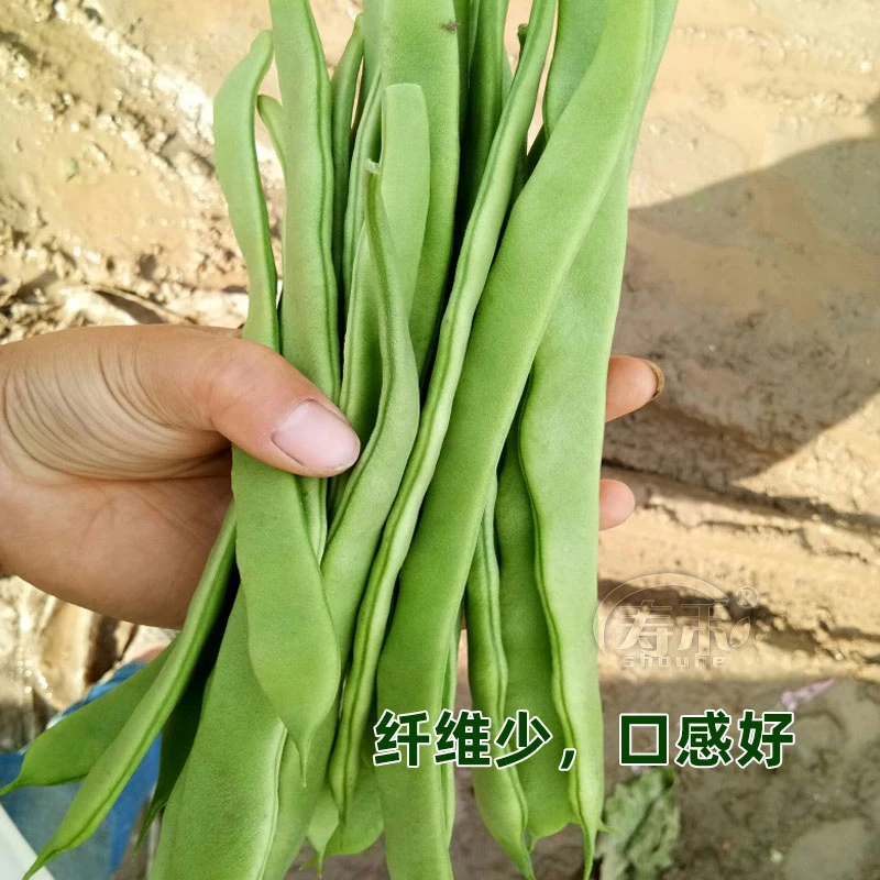 荷兰超级绿冠芸豆种子四季油豆角架扁豆孑油豆高产豆角种籽春季子