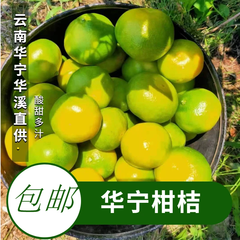 云南玉溪华宁柑桔桔子新鲜水果应当季蜜桔子时令整箱包邮10斤装