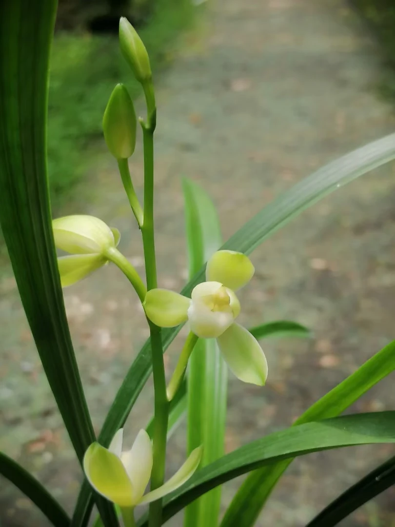 建兰传统素花铭品大唐宫粉