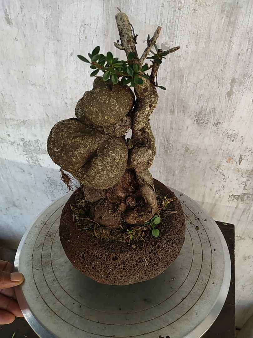 米叶树萝卜,室内,庭院,观花,观茎,观果