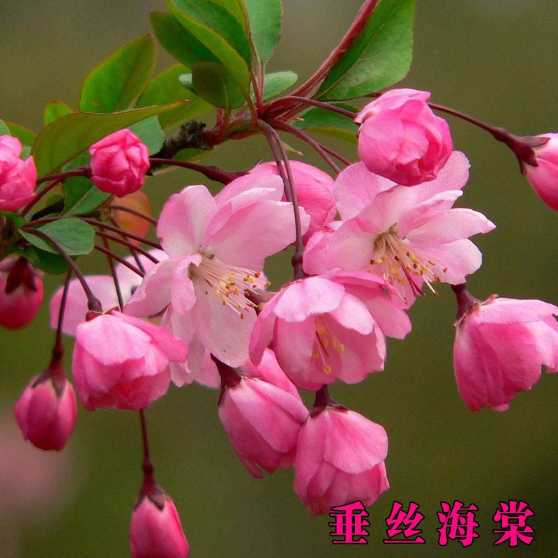 垂丝海棠花苗盆景老桩耐寒耐旱阳台庭院植物南北方海棠树