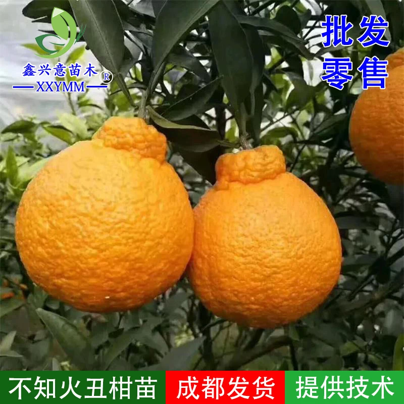 丑柑树苗不知火树苗丑八怪嫁接果树苗热销水果盆栽丑柑苗柑桔苗