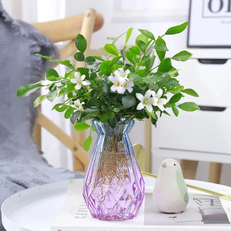 九里香水培土培植物室内外浓香四季植物客厅阳台飘香花卉驱蚊盆栽