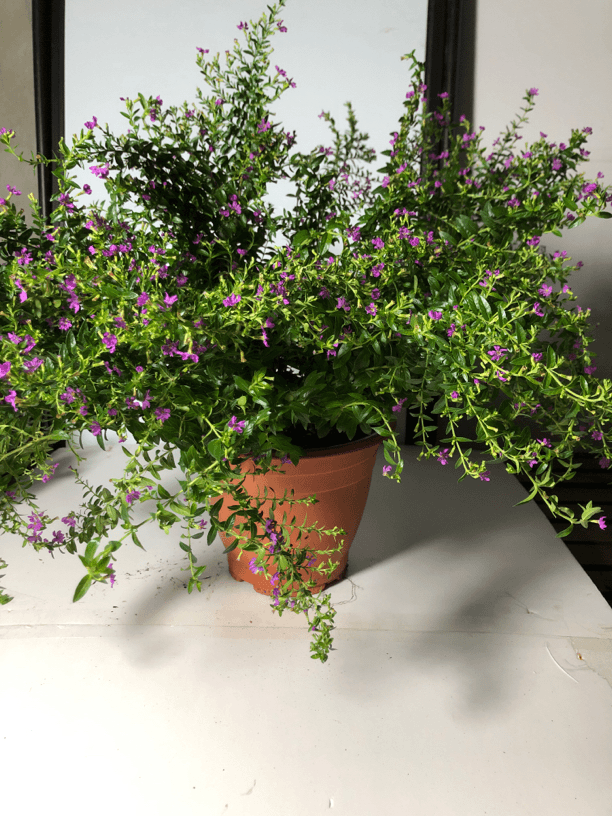 满天星盆栽四季开花室内客厅带盆栽好养带花苞发货观花植物常绿