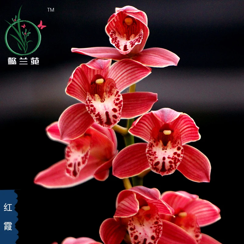 兰花大花蕙兰红霞过年开花浓香好养花卉植物盆栽盆景室内阳台庭院
