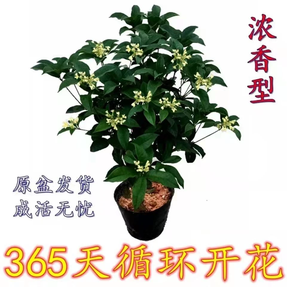 四季月桂花树好养耐寒耐热浓香树苗室内盆栽花卉室外庭院阳台绿植