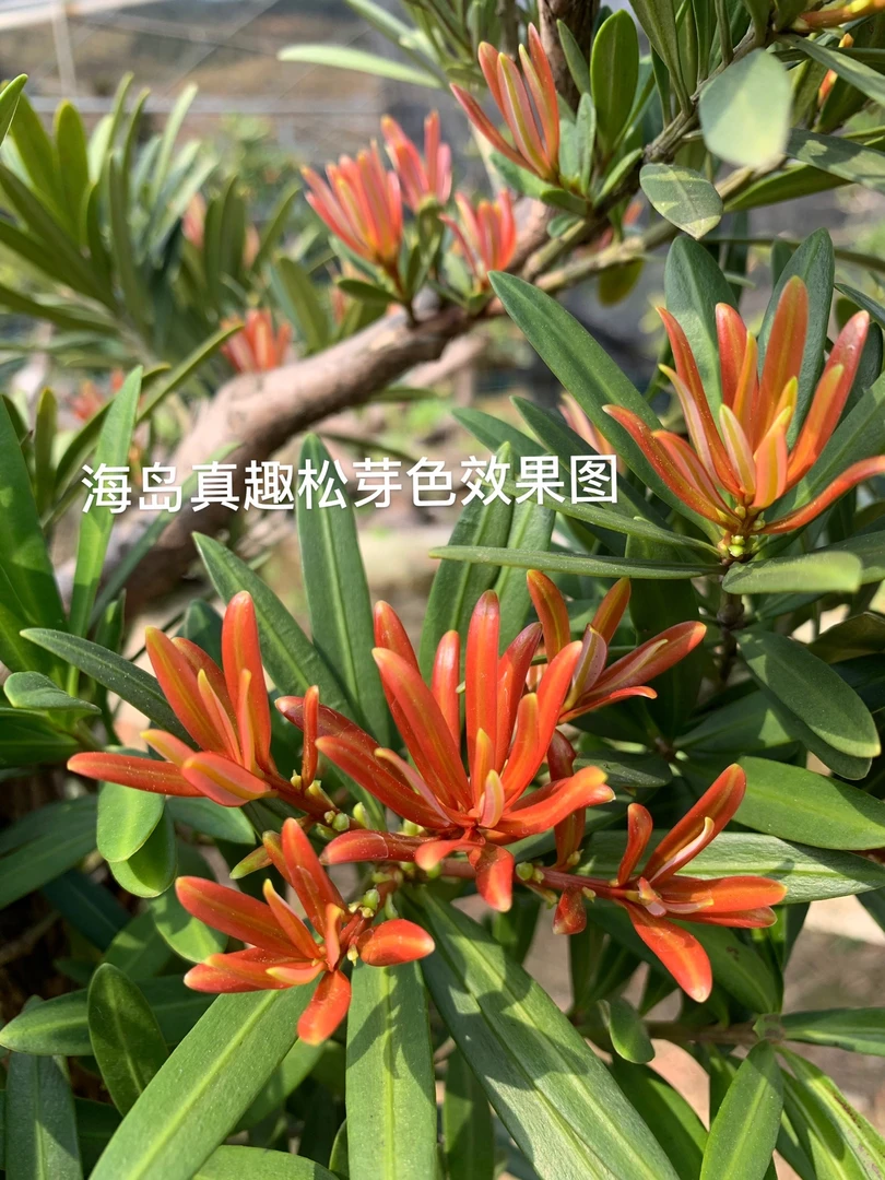 海岛真趣松、海岛红芽罗汉松、红芽罗汉松