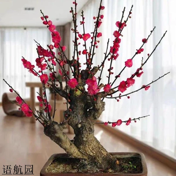 梅花乌梅绿梅室内花卉