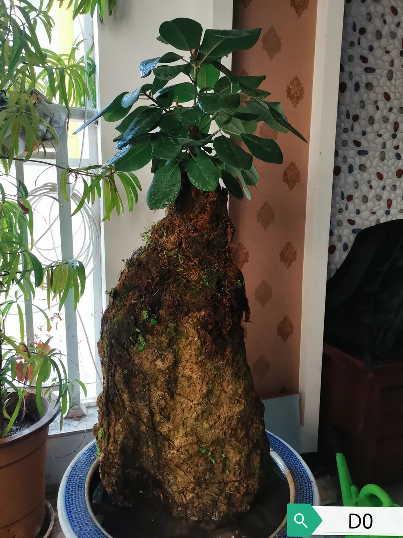 吸水石上水石植物盆景榕树 天然原石造景石高山榕室内假山盆栽