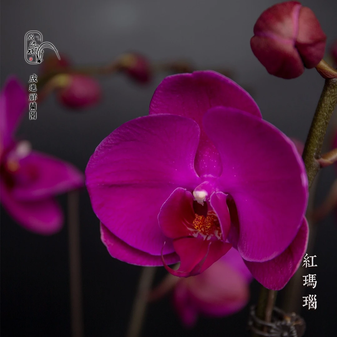 向阳精选【蝴蝶兰 - 红玛瑙】趣味美观客厅前台办公室蝴蝶兰盆栽