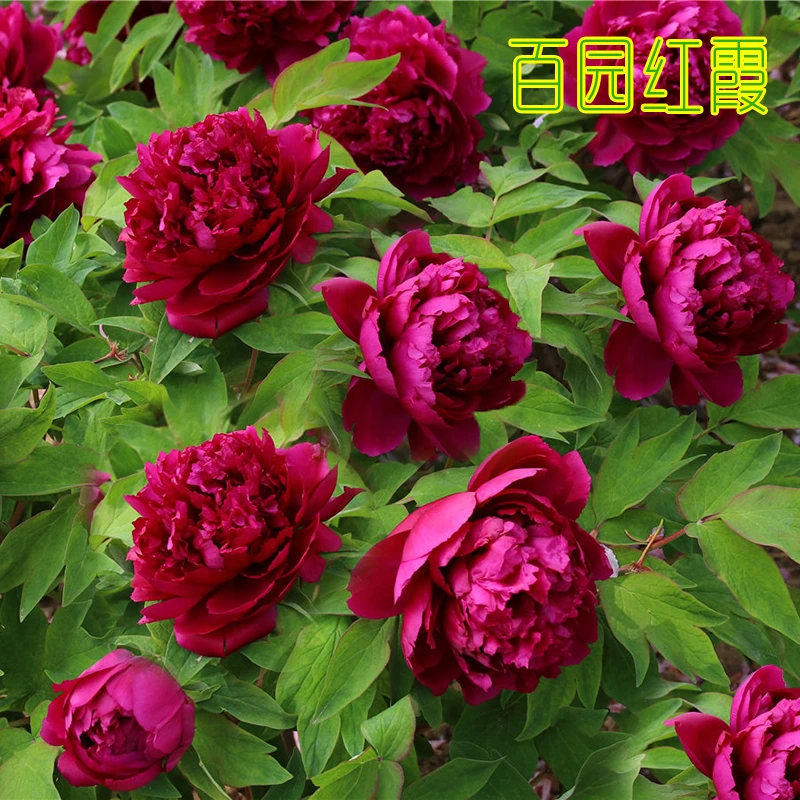 菏泽正宗牡丹花带花苞花卉盆栽耐寒抗旱观赏重瓣盆栽地栽花卉绿植