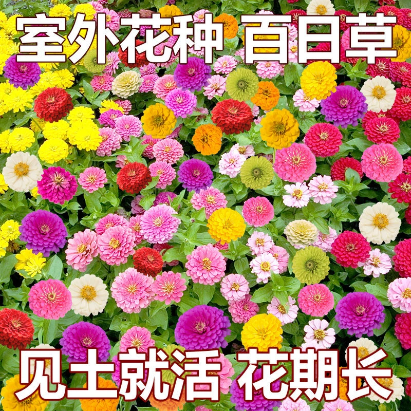 百日草种子家庭园艺花卉种子乡村道路美化阳台花种子步步高花种籽