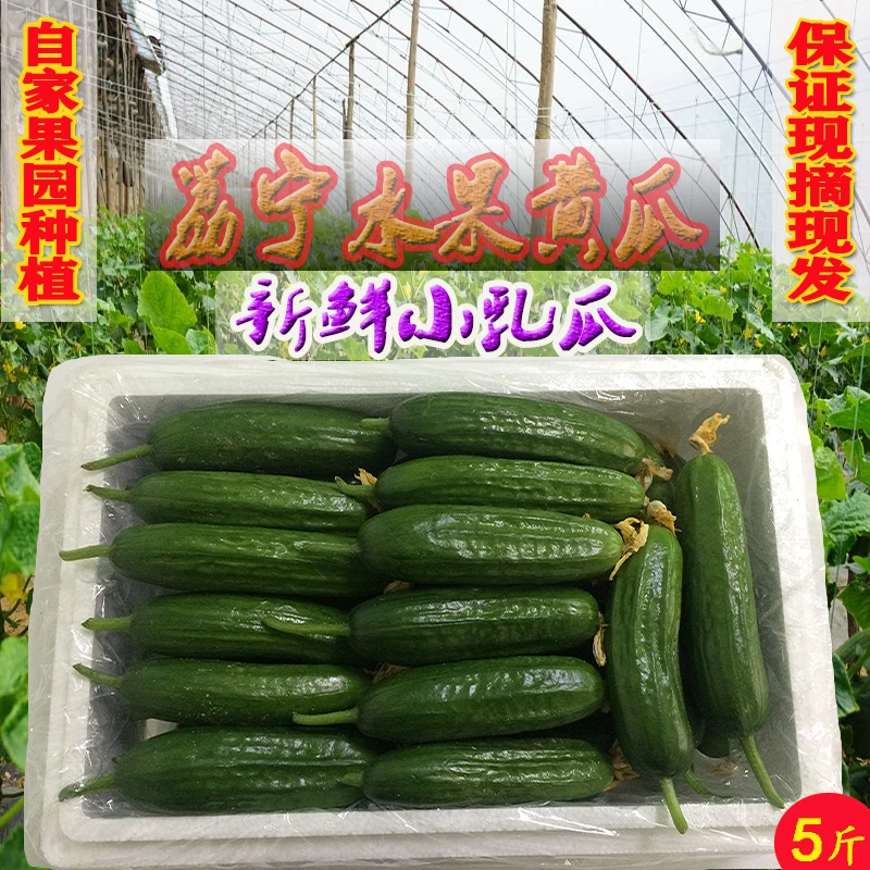 陕西水果黄瓜小乳瓜新鲜礼品黄瓜农家现摘5斤包邮