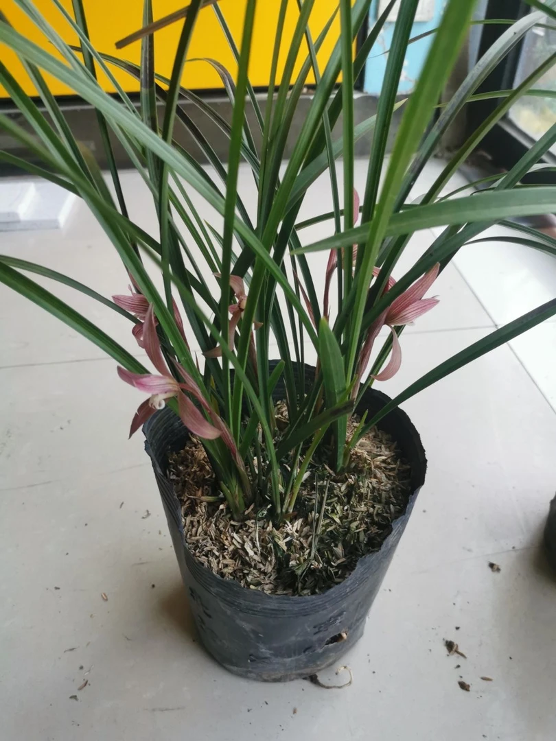 春兰红辣椒春兰盆景草春兰红花系列