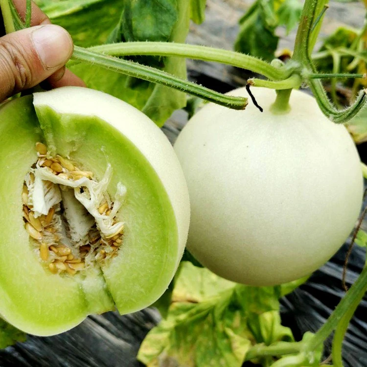 玉菇甜瓜种籽哈密瓜种孑籽南方四季甜瓜种籽奶香春秋香瓜种孑香