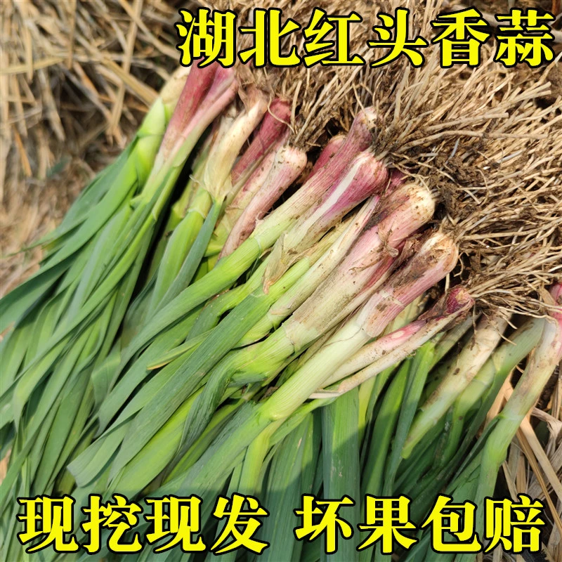 【胖书记专属】新鲜小香蒜湖北新鲜红头香蒜现挖蒜苗应季蔬菜3斤