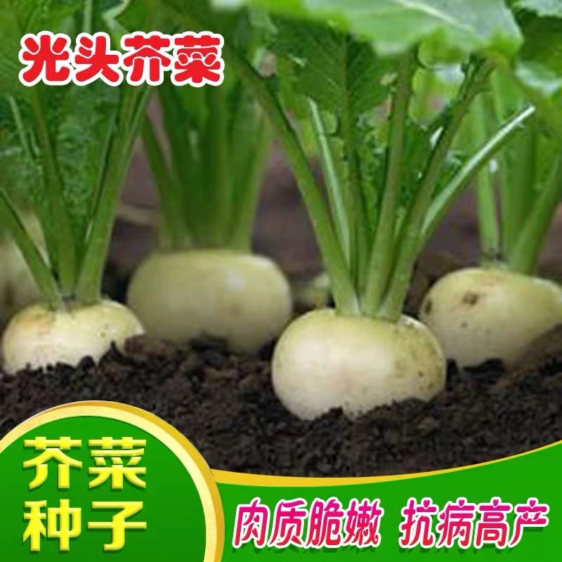 芥菜新款巨划算种子家庭阳台小院种植