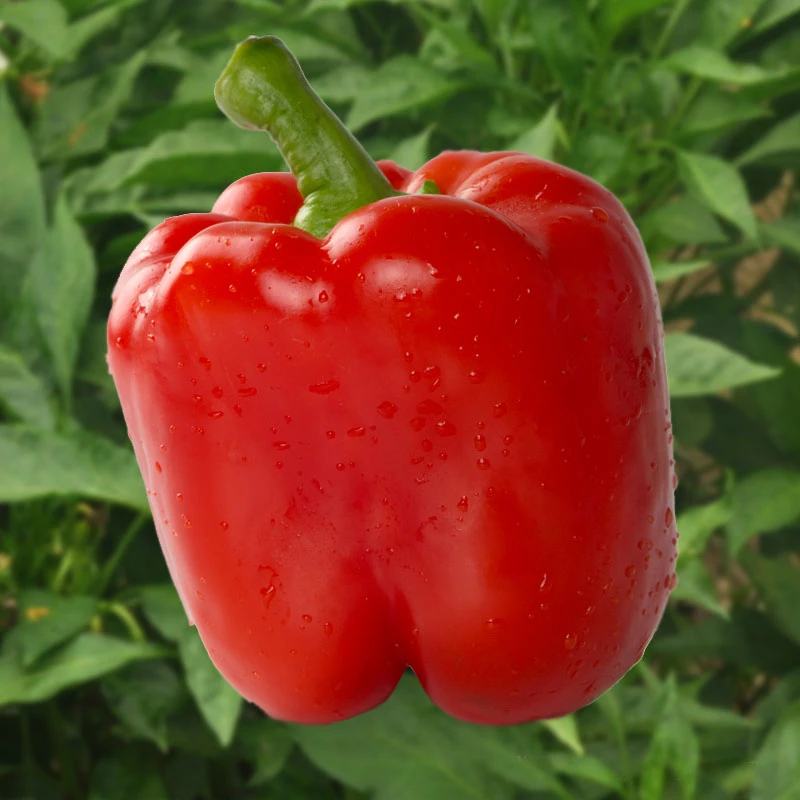 山东寿光红黄五彩水果椒个大饱满现摘现发新鲜可生吃