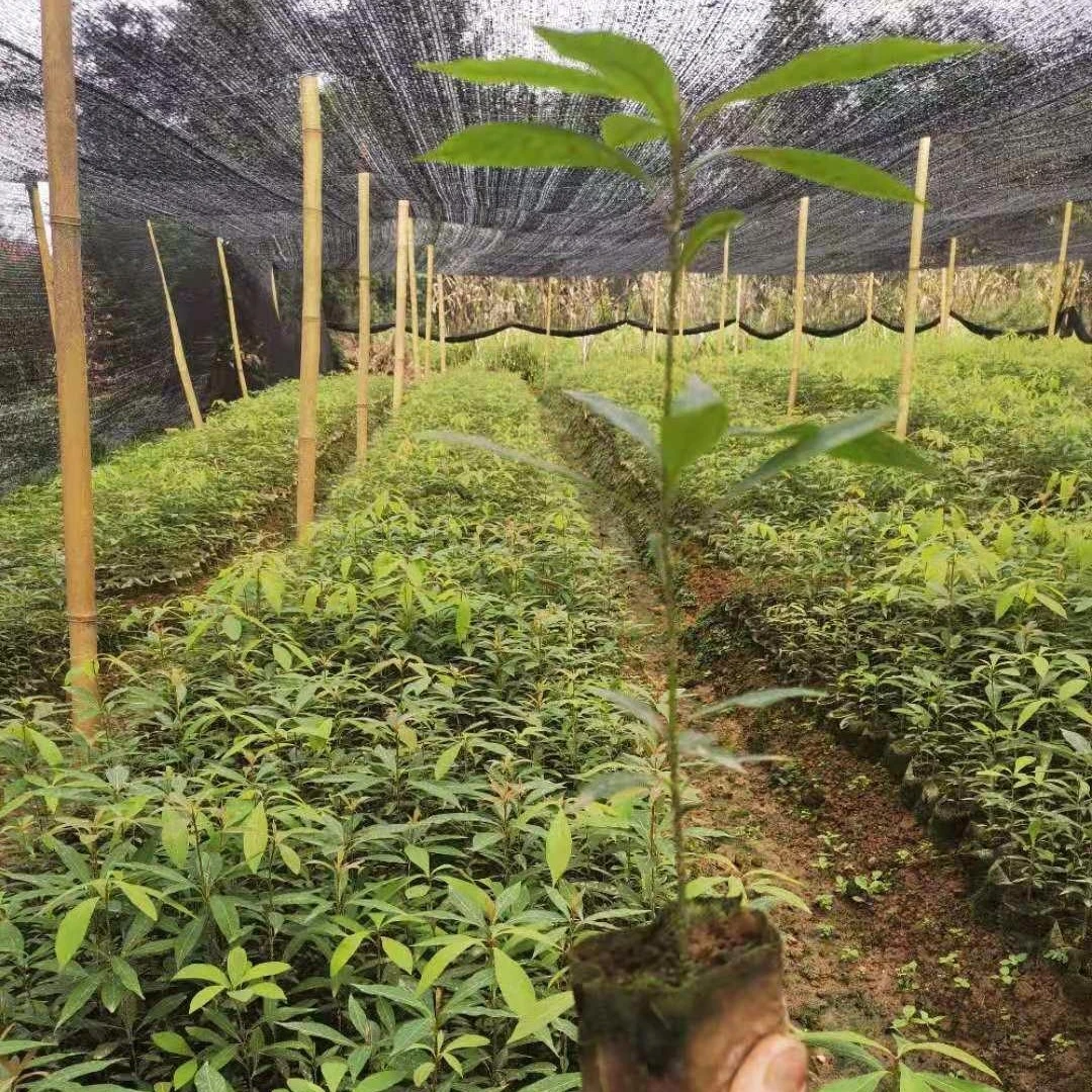 金丝楠苗小叶桢楠苗桢楠苗(一年苗25-30cm)