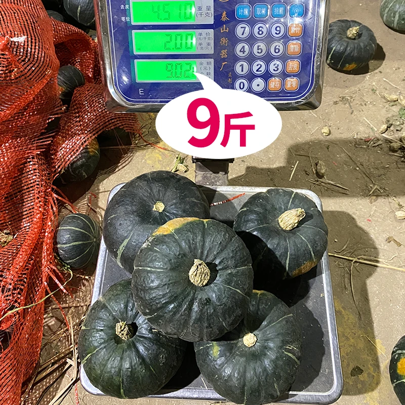 很大的贝贝南瓜，9斤4-6个，5斤2-3个（就是大，介意的不要拍！）