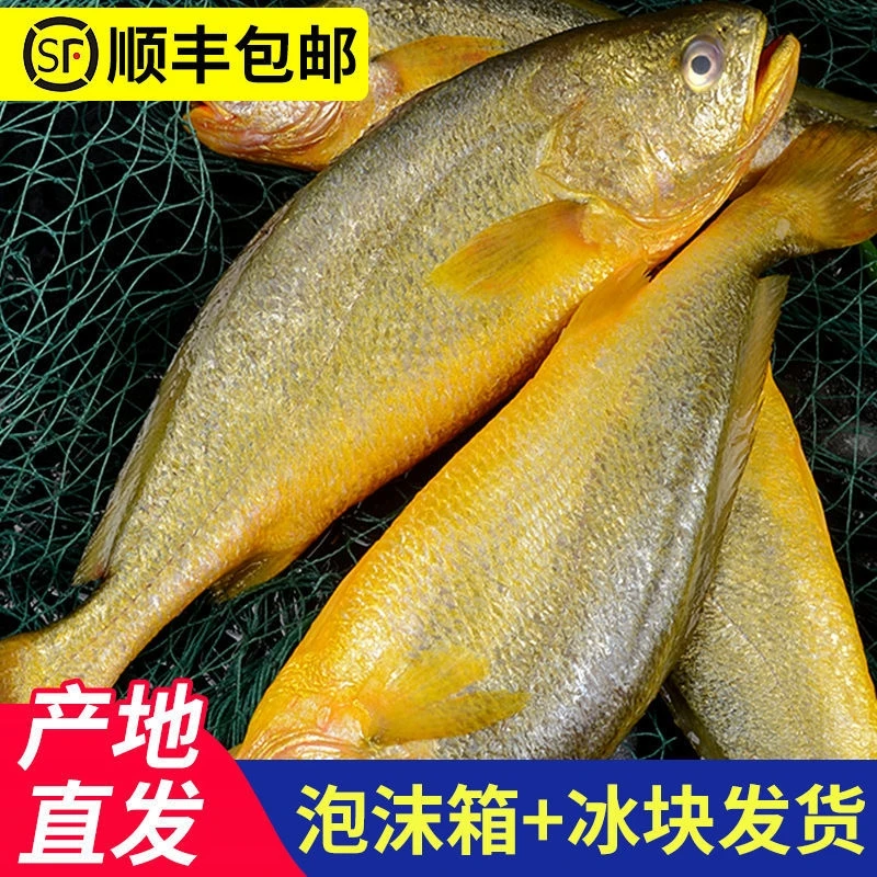 （顺丰包邮7+2条）宁德霞浦大黄鱼条冻鲜冻 200g-250g/条