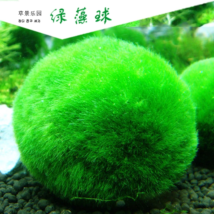 鱼缸造型水草莫斯半球水族箱造景莫丝新手鱼缸造景水草懒人水草m